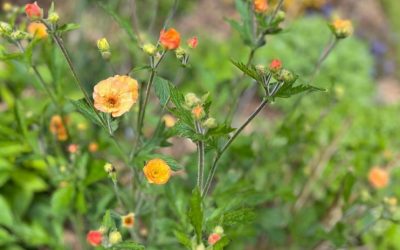 Geum ‘Totally Tangerine’ complimenting Spirea japonica ‘Goldflame’ in the background