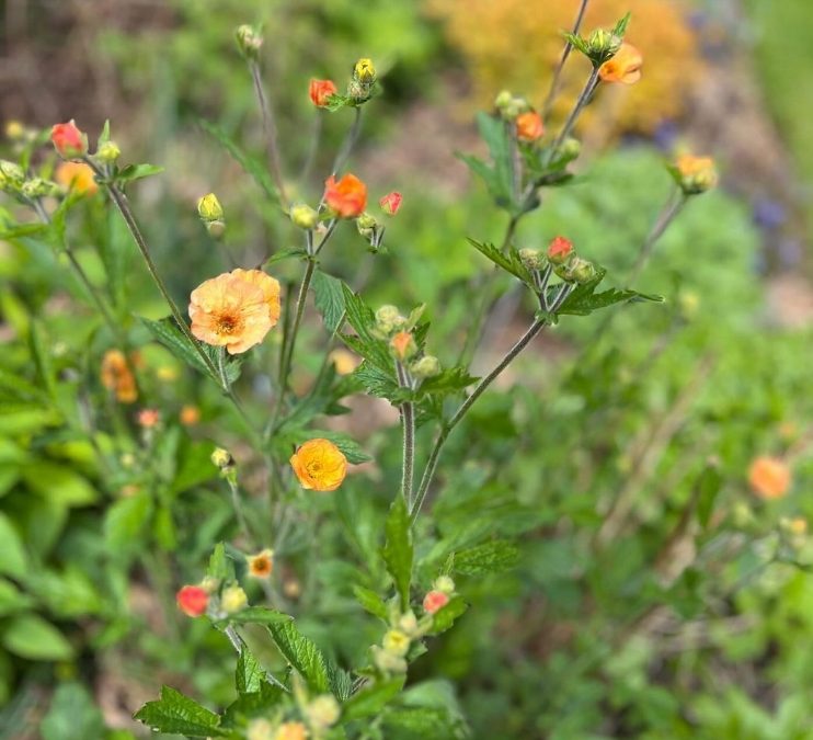 Geum ‘Totally Tangerine’ complimenting Spirea japonica ‘Goldflame’ in the background