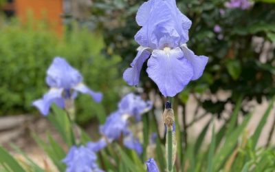 RHS Chelsea Flower Show week