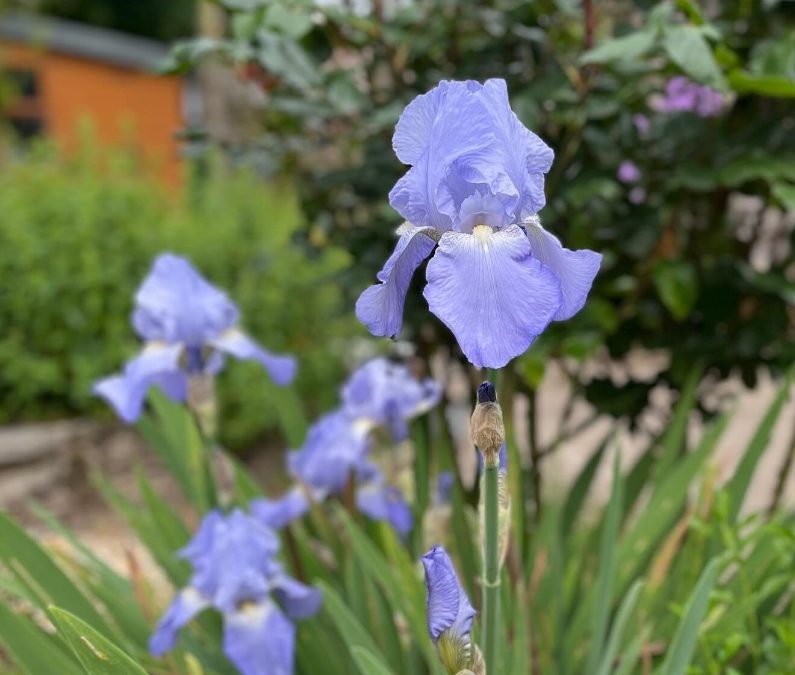 bearded irises flower