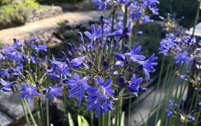 Agapanthus at twilight & at sunrise