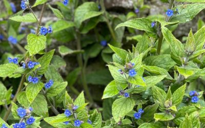 Green alkanet (‘wild borage’) – do you love it or loathe it?