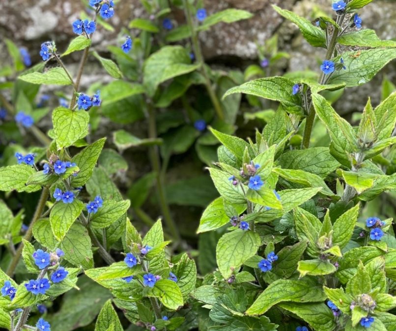 Green alkanet (‘wild borage’)