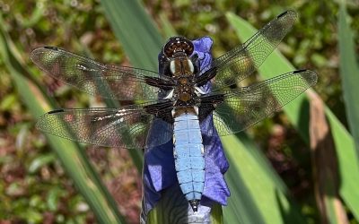 Our first dragonfly & damselfly on a sunny May afternoon