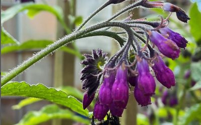 I’ve grown comfrey for many years as a crop in my vegetable garden