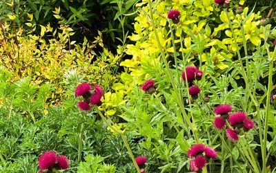 Cirsium rivulare ‘Atropurpureum’