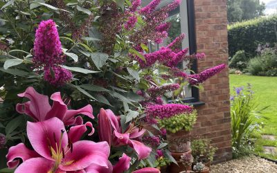 One of our 6 Buddlejas looking forward to participating in the Big Butterfly Count