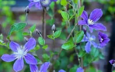 It’s been a good year for clematis!