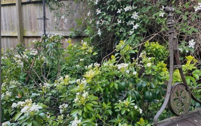 I love this little wild area of one of my client’s gardens