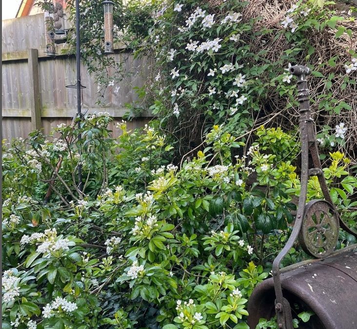 I love this little wild area of one of my client’s gardens