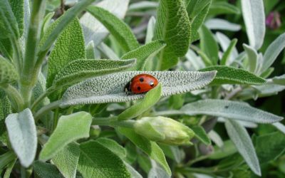 A Herby Haven for Lodging Ladybirds